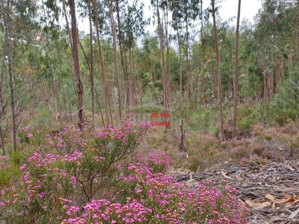 Terreno Misto para Venda em Alburitel Foto 2