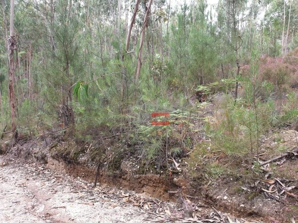Terreno Misto para Venda em Alburitel Foto 3