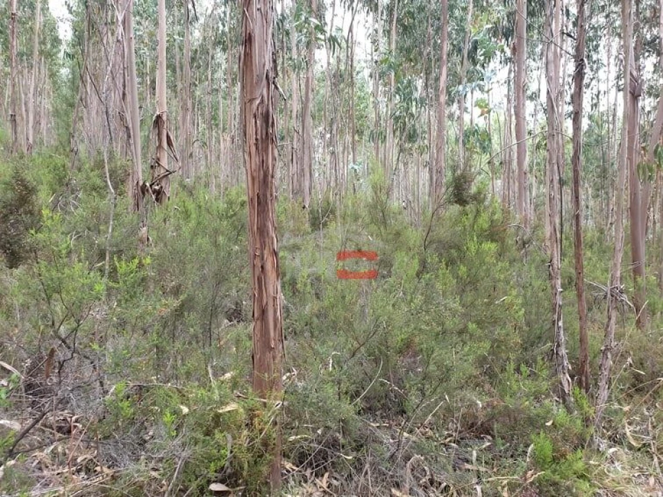 Terreno Misto para Venda em Alburitel Foto 4