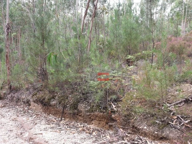 Terreno Misto para Venda em Alburitel Foto 3
