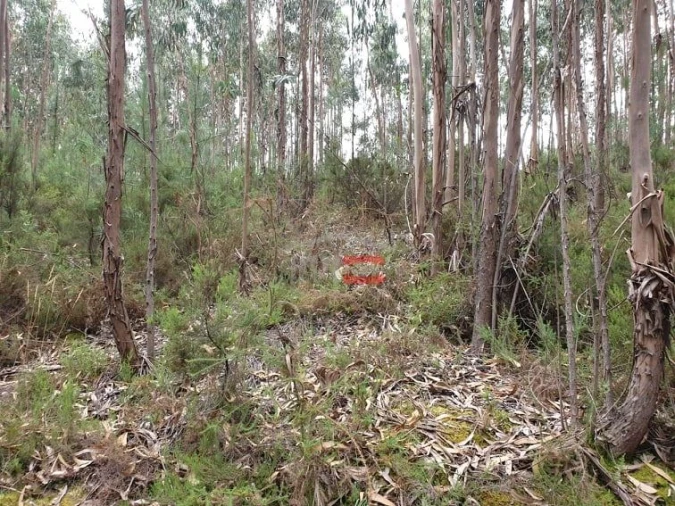 Terreno Misto para Venda em Alburitel Foto 5