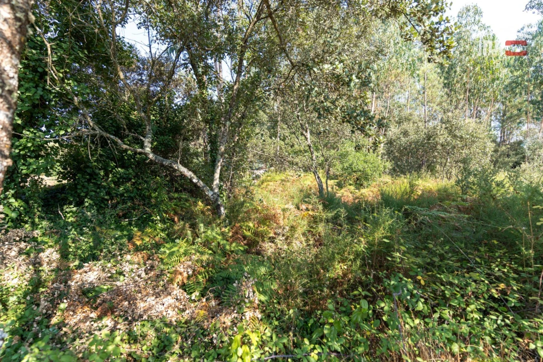 Terreno Agricola ou Rústico para Venda em Fatima Foto 6