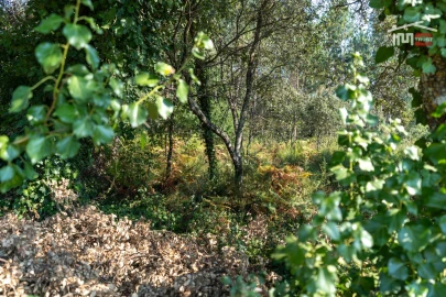 Terreno Agricola ou Rústico para Venda em Fatima