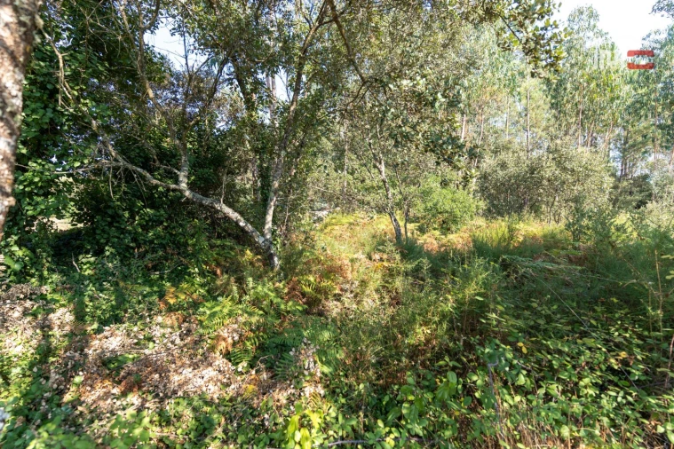 Terreno Agricola ou Rústico para Venda em Fatima Foto 6