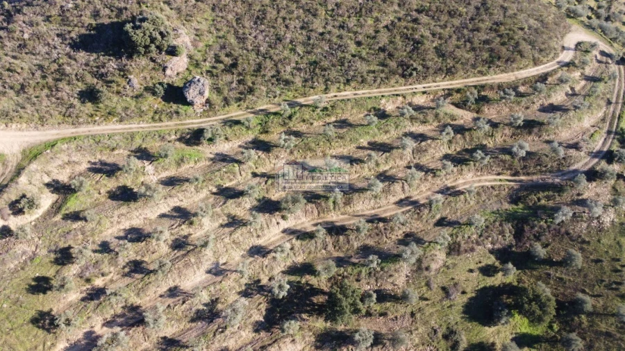Quinta para Venda em Eucisia, Gouveia e Valverde Foto 7