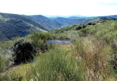 Terreno Agricola ou Rústico para Venda em Cerejais