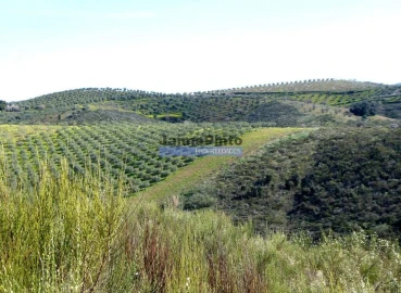 Terreno Agricola ou Rústico para Venda em Cerejais