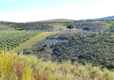 Terreno Agricola ou Rústico para Venda em Cerejais