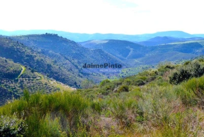 Terreno Agricola ou Rústico para Venda em Cerejais