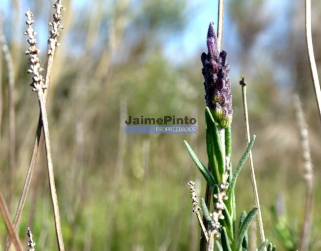 Terreno Agricola ou Rústico para Venda em Cerejais Foto 9