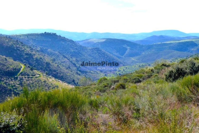 Terreno Agricola ou Rústico para Venda em Cerejais Foto 2