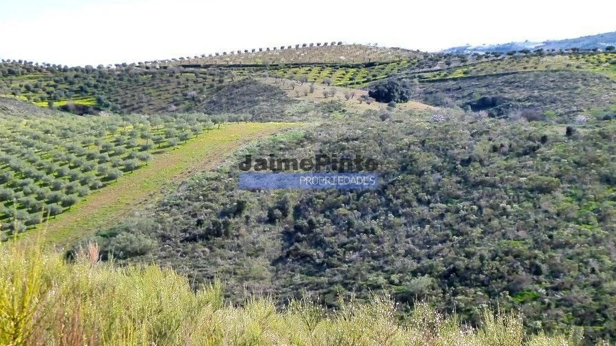 Terreno Agricola ou Rústico para Venda em Cerejais