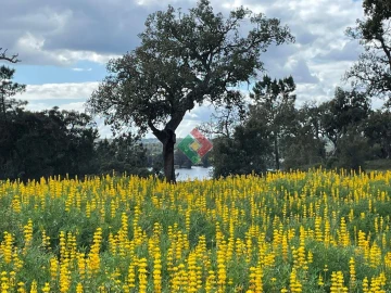Terreno Agricola ou Rústico para Venda em Montargil