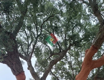 Terreno Agricola ou Rústico para Venda em Montargil