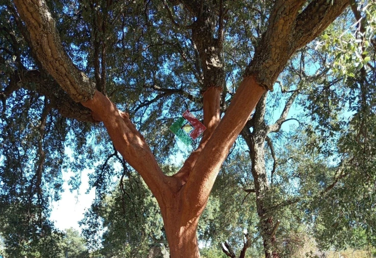 Terreno Agricola ou Rústico para Venda em Montargil Foto 4