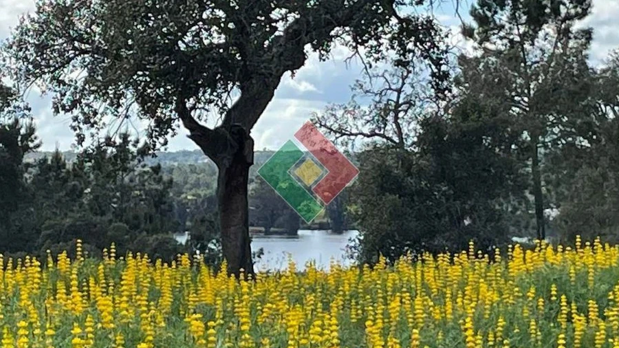 Terreno Agricola ou Rústico para Venda em Montargil