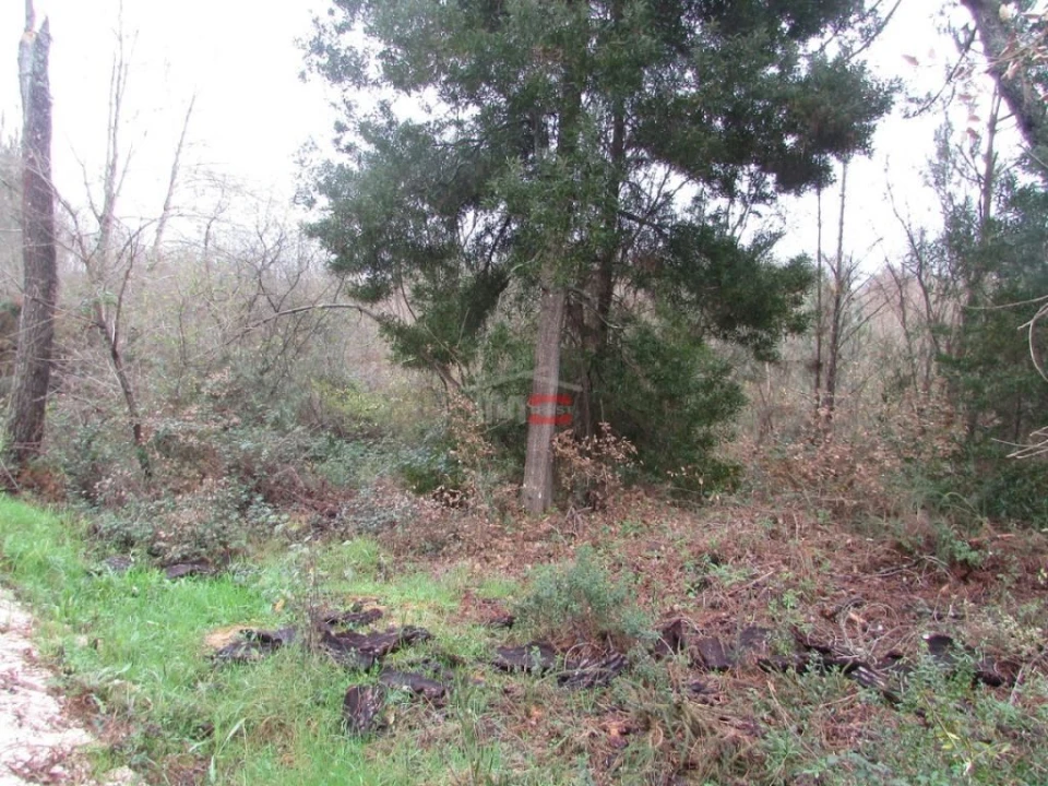 Terreno Agricola ou Rústico para Venda em Alburitel Foto 3