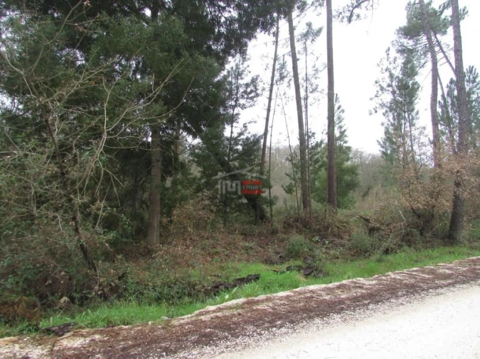 Terreno Agricola ou Rústico para Venda em Alburitel Foto 2