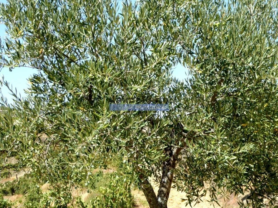 Terreno Agricola ou Rústico para Venda em Vila Nova de Foz Côa Foto 3