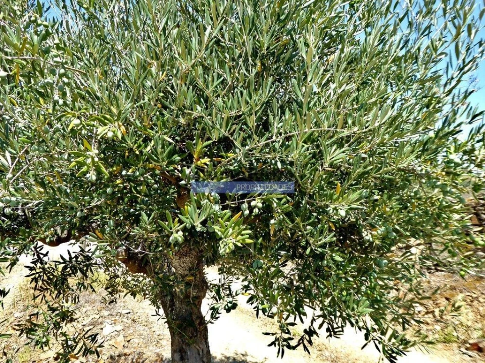 Terreno Agricola ou Rústico para Venda em Vila Nova de Foz Côa Foto 9