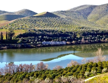 Terreno Agricola ou Rústico para Venda em Vila Nova de Foz Côa