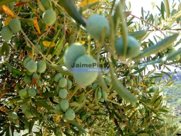 Terreno Agricola ou Rústico para Venda em Vila Nova de Foz Côa