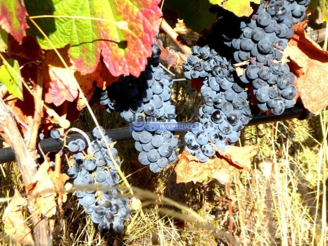 Terreno Agricola ou Rústico para Venda em Vila Nova de Foz Côa Foto 2