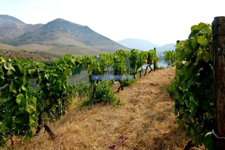 Terreno Agricola ou Rústico para Venda em Vila Nova de Foz Côa Foto 7