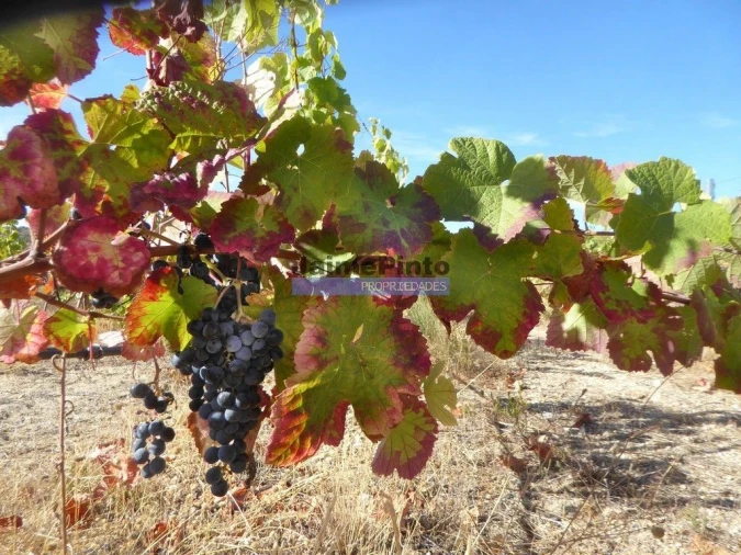 Terreno Agricola ou Rústico para Venda em Vila Nova de Foz Côa Foto 8