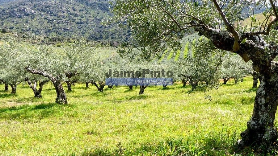Terreno Agricola ou Rústico para Venda em Vila Nova de Foz Côa