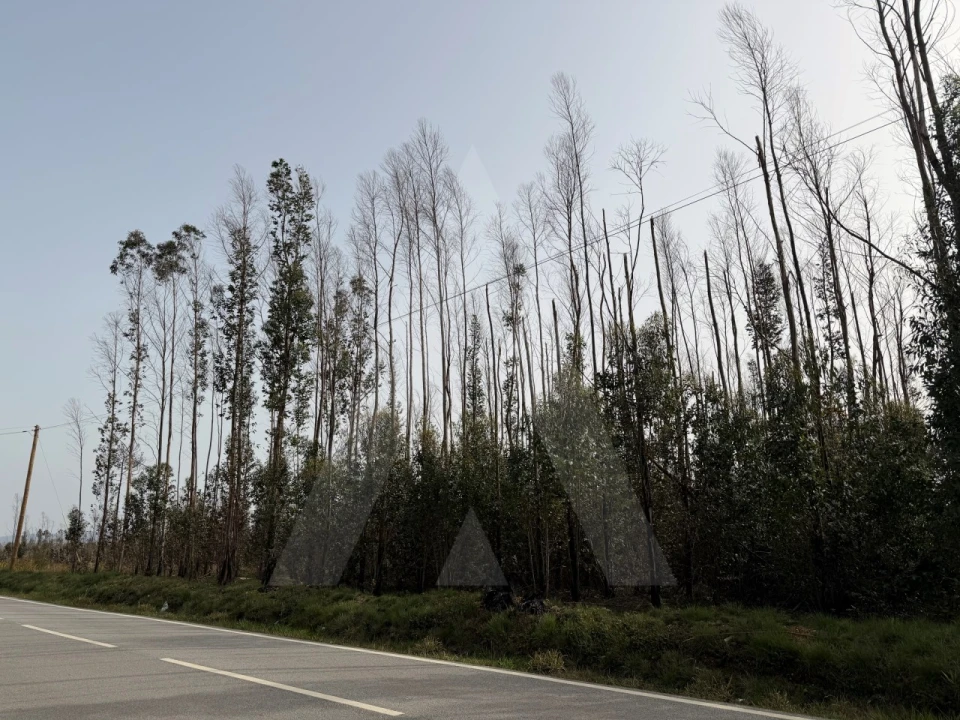 Terreno Agricola ou Rústico para Venda em Albergaria-A-Velha e Valmaior Foto 1