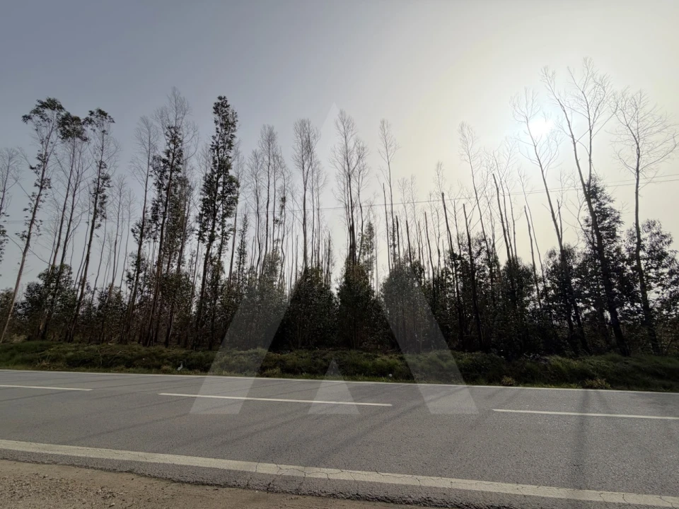 Terreno Agricola ou Rústico para Venda em Albergaria-A-Velha e Valmaior Foto 5