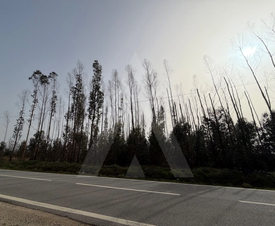Terreno Agricola ou Rústico para Venda em Albergaria-A-Velha e Valmaior Foto 6