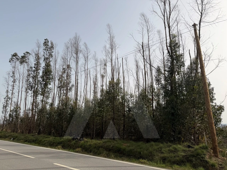 Terreno Agricola ou Rústico para Venda em Albergaria-A-Velha e Valmaior Foto 9