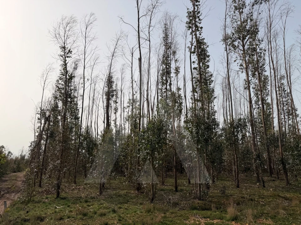 Terreno Agricola ou Rústico para Venda em Albergaria-A-Velha e Valmaior Foto 10