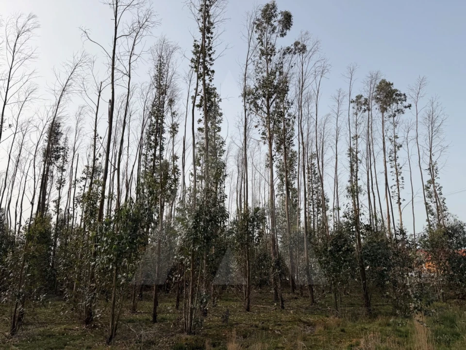Terreno Agricola ou Rústico para Venda em Albergaria-A-Velha e Valmaior Foto 11