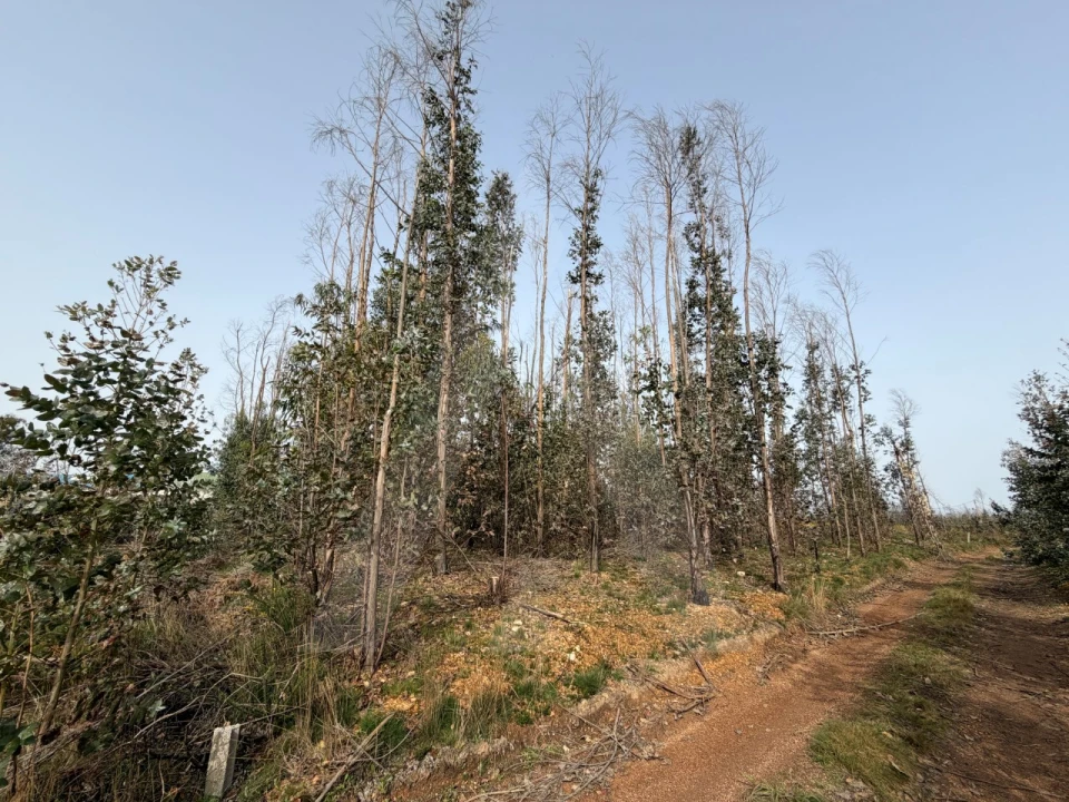 Terreno Agricola ou Rústico para Venda em Albergaria-A-Velha e Valmaior Foto 12