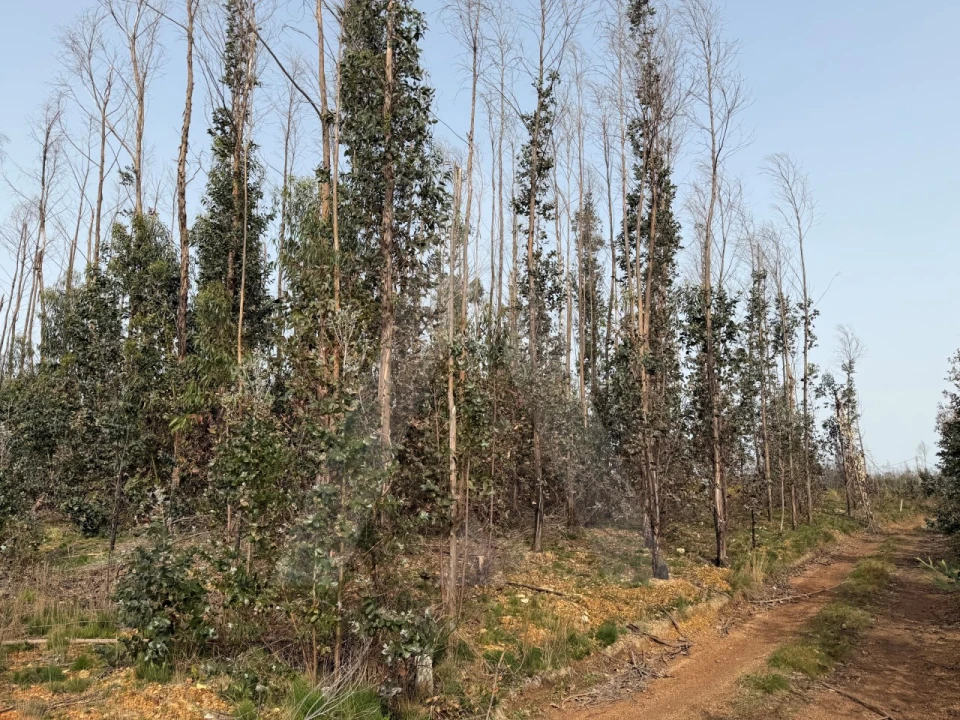 Terreno Agricola ou Rústico para Venda em Albergaria-A-Velha e Valmaior Foto 13