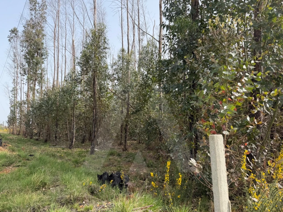 Terreno Agricola ou Rústico para Venda em Albergaria-A-Velha e Valmaior Foto 15