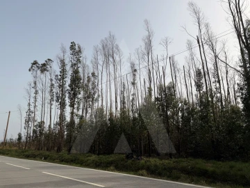 Terreno Agricola ou Rústico para Venda em Albergaria-A-Velha e Valmaior