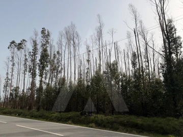 Terreno Agricola ou Rústico para Venda em Albergaria-A-Velha e Valmaior