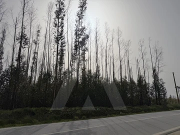 Terreno Agricola ou Rústico para Venda em Albergaria-A-Velha e Valmaior