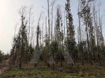 Terreno Agricola ou Rústico para Venda em Albergaria-A-Velha e Valmaior