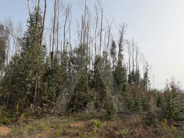 Terreno Agricola ou Rústico para Venda em Albergaria-A-Velha e Valmaior