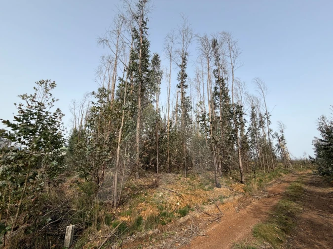 Terreno Agricola ou Rústico para Venda em Albergaria-A-Velha e Valmaior Foto 12