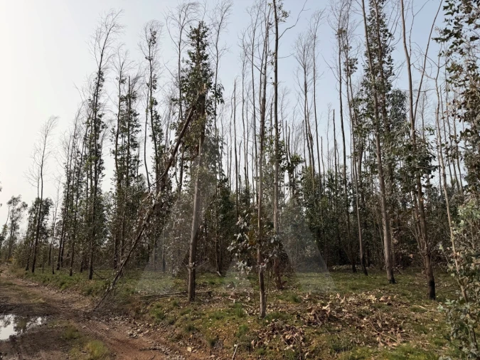 Terreno Agricola ou Rústico para Venda em Albergaria-A-Velha e Valmaior Foto 16
