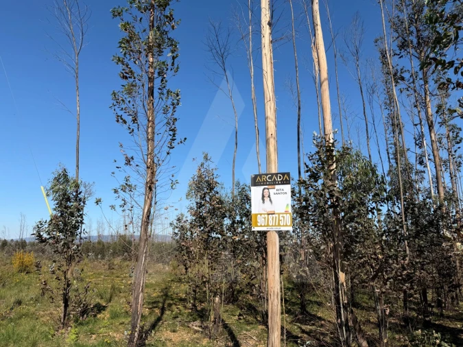 Terreno Agricola ou Rústico para Venda em Albergaria-A-Velha e Valmaior Foto 3