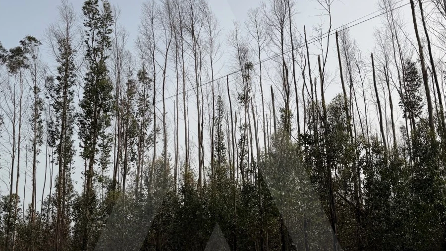 Terreno Agricola ou Rústico para Venda em Albergaria-A-Velha e Valmaior