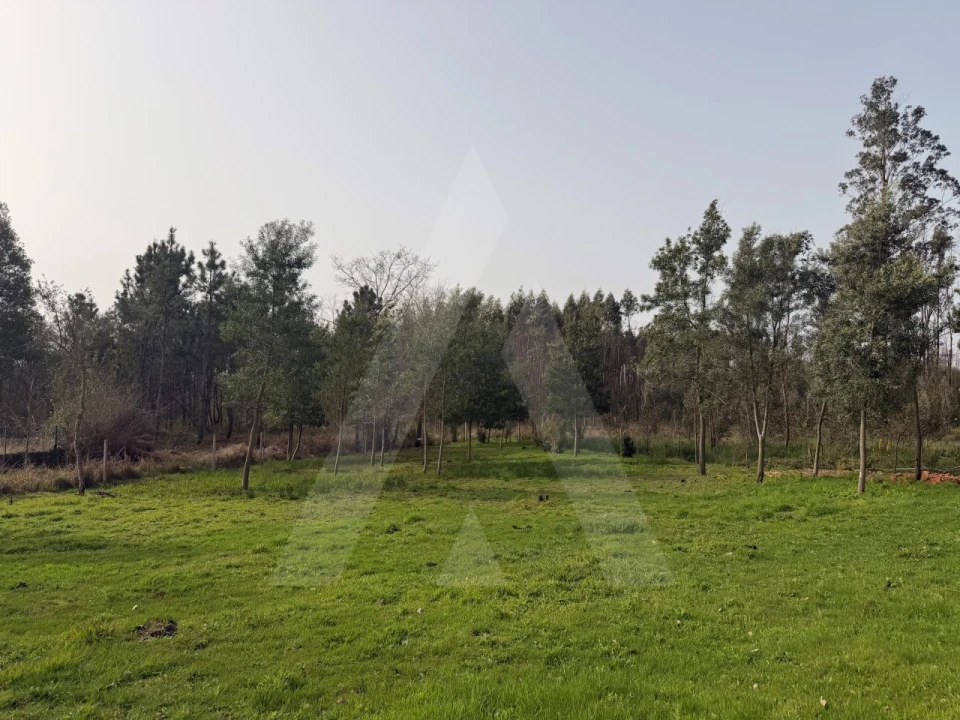 Terreno Agricola ou Rústico para Venda em Albergaria-A-Velha e Valmaior Foto 1