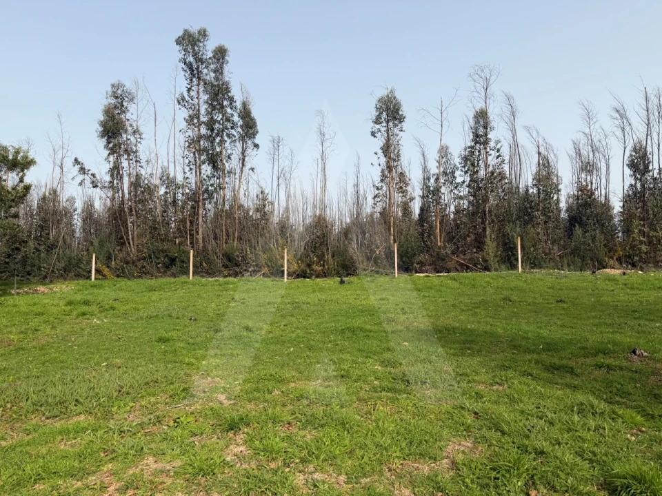 Terreno Agricola ou Rústico para Venda em Albergaria-A-Velha e Valmaior Foto 5